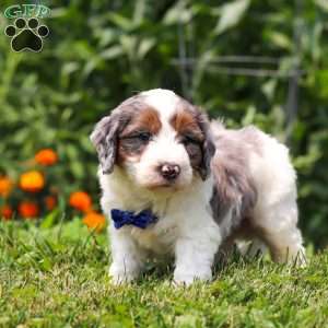 Gordon, Mini Bernedoodle Puppy