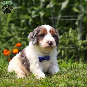 Gordon, Mini Bernedoodle Puppy