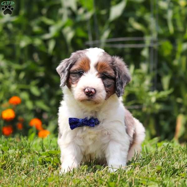 Gordon, Mini Bernedoodle Puppy