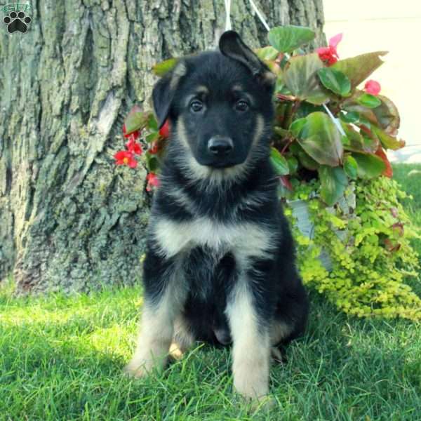 Gordon, German Shepherd Puppy
