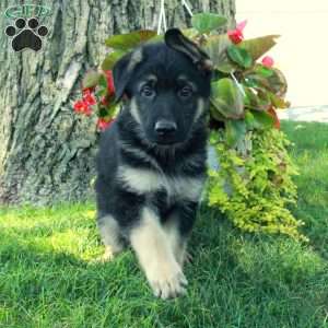 Gordon, German Shepherd Puppy