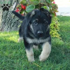 Gordon, German Shepherd Puppy