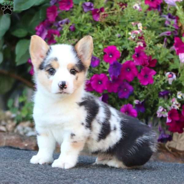 Gordy, Pembroke Welsh Corgi Puppy