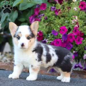 Gordy, Pembroke Welsh Corgi Puppy