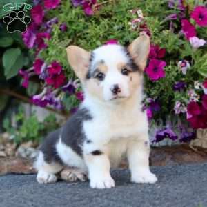 Gordy, Pembroke Welsh Corgi Puppy
