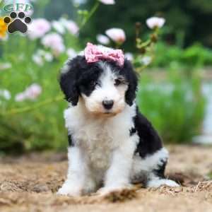 Grace, Sheepadoodle Puppy