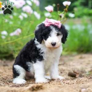 Grace, Sheepadoodle Puppy