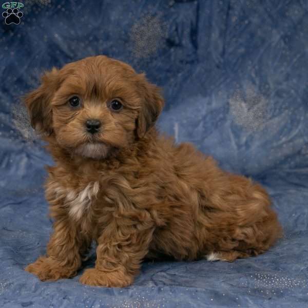 Grace, Havapoo Puppy