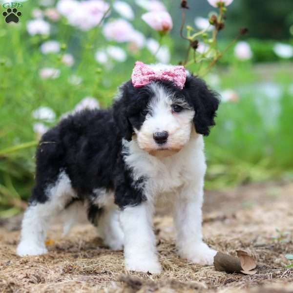Grace, Sheepadoodle Puppy