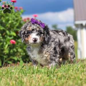 Grace, Mini Bernedoodle Puppy