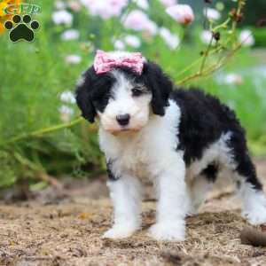 Grace, Sheepadoodle Puppy