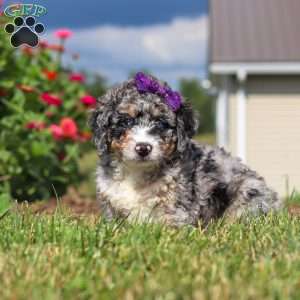 Grace, Mini Bernedoodle Puppy