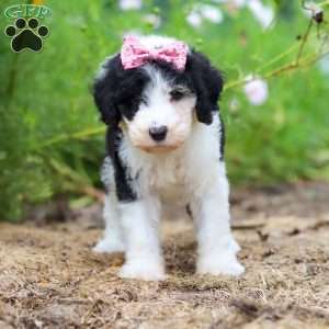 Grace, Sheepadoodle Puppy