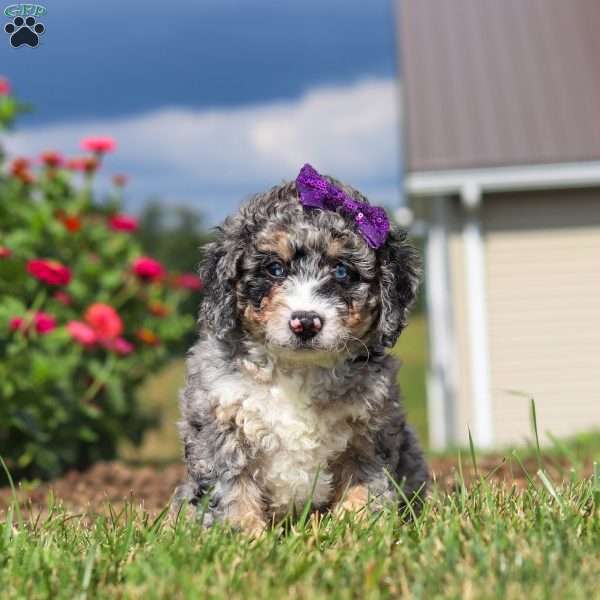 Grace, Mini Bernedoodle Puppy