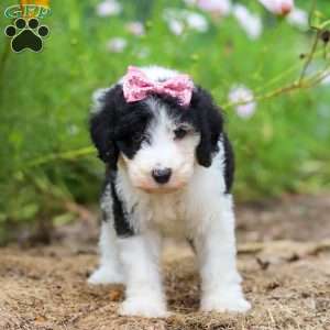Grace, Sheepadoodle Puppy