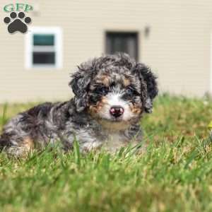Grace, Mini Bernedoodle Puppy