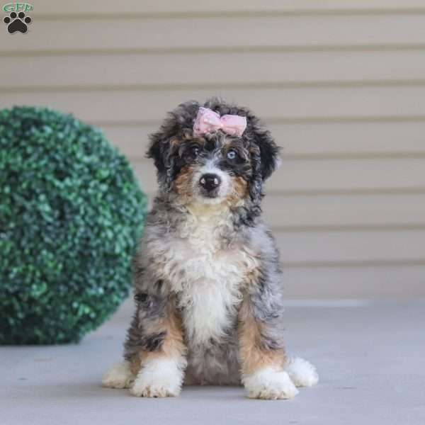 Grace, Mini Bernedoodle Puppy