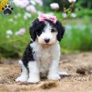 Grace, Sheepadoodle Puppy