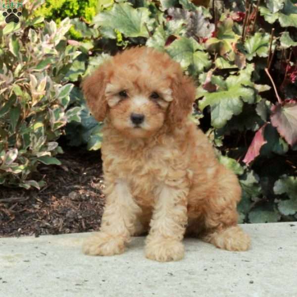 Gracie, Mini Goldendoodle Puppy