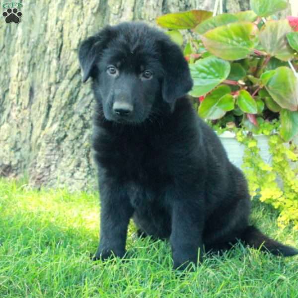 Gracie, German Shepherd Puppy