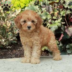 Gracie, Mini Goldendoodle Puppy