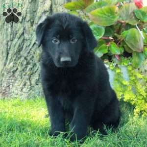 Gracie, German Shepherd Puppy