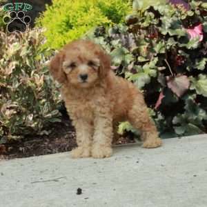 Gracie, Mini Goldendoodle Puppy