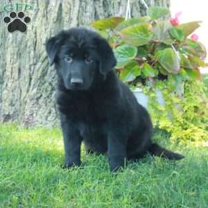 Gracie, German Shepherd Puppy