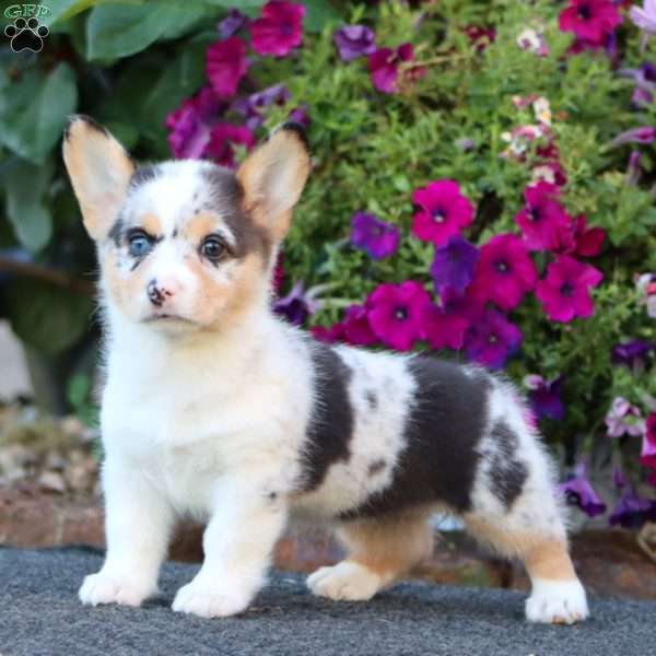 Gracie, Pembroke Welsh Corgi Puppy