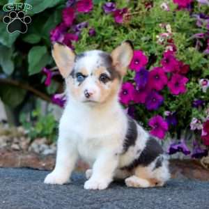 Gracie, Pembroke Welsh Corgi Puppy
