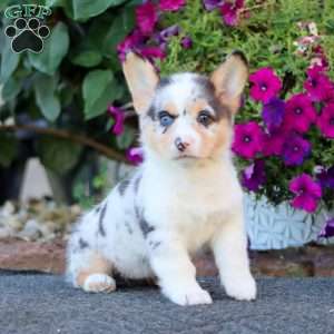Gracie, Pembroke Welsh Corgi Puppy