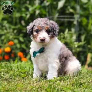 Grady, Mini Bernedoodle Puppy