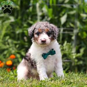 Grady, Mini Bernedoodle Puppy