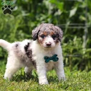 Grady, Mini Bernedoodle Puppy