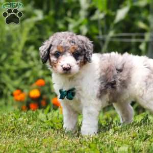 Grady, Mini Bernedoodle Puppy