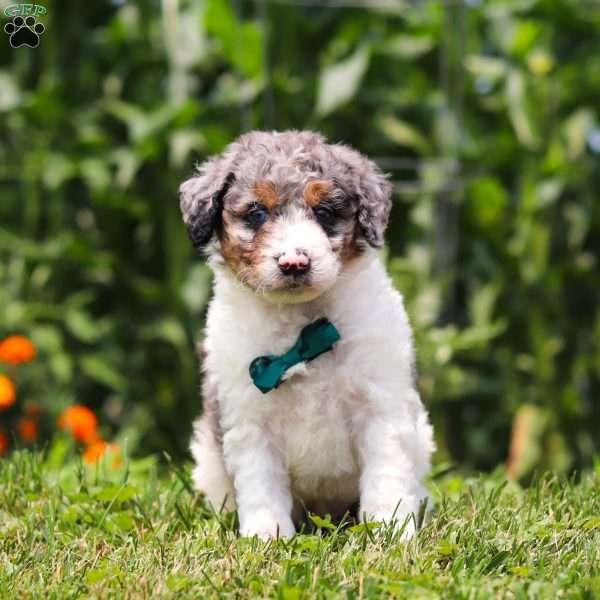 Grady, Mini Bernedoodle Puppy
