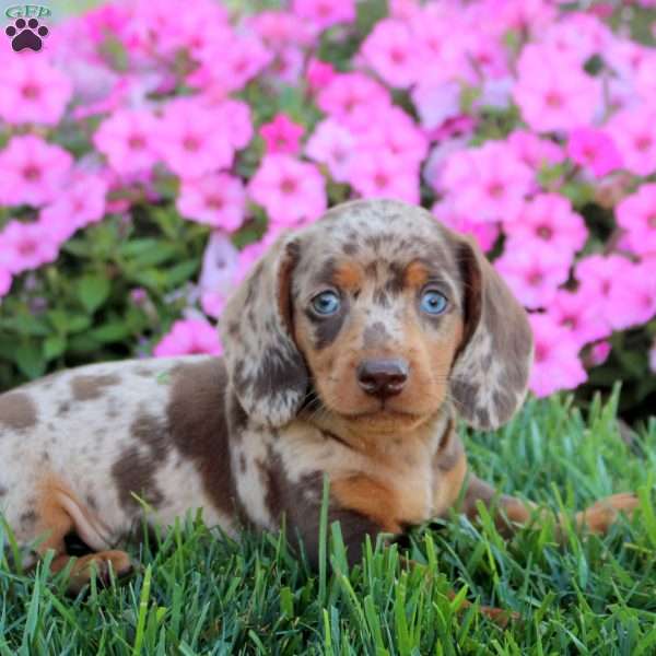 Grant, Dachshund Puppy