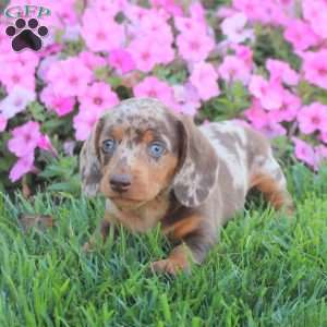 Grant, Dachshund Puppy