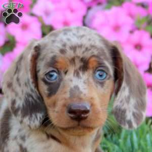 Grant, Dachshund Puppy