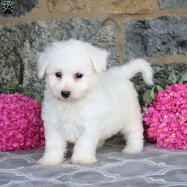 Grant, Bichon Frise Puppy