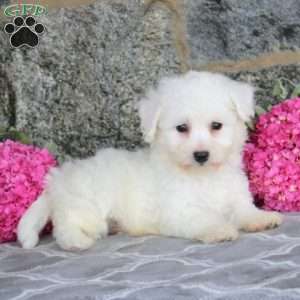 Grant, Bichon Frise Puppy