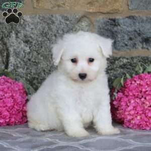 Grant, Bichon Frise Puppy