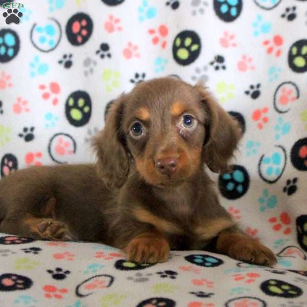 Greg, Dachshund Puppy