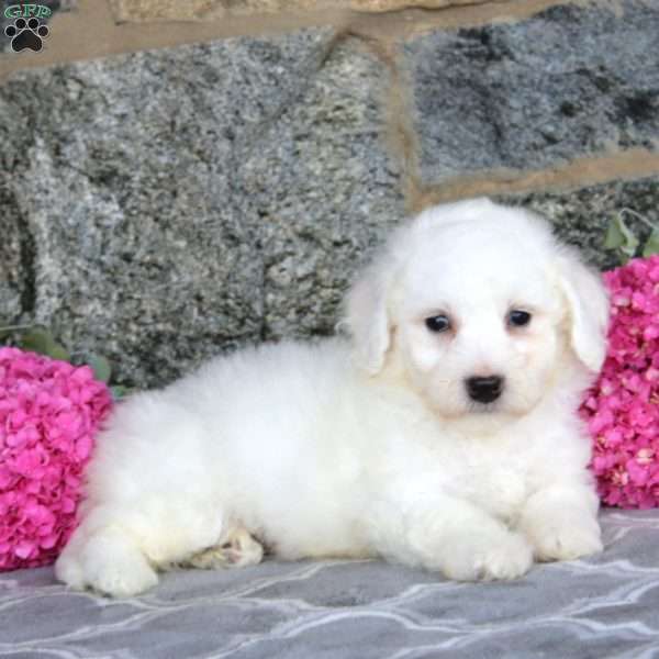 Greg, Bichon Frise Puppy