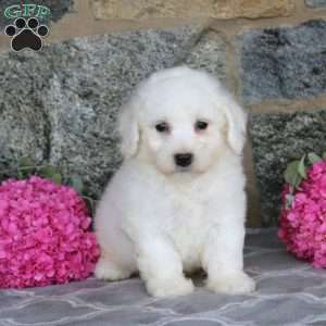 Greg, Bichon Frise Puppy