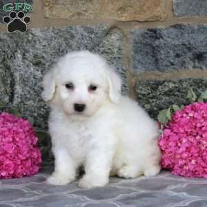 Greg, Bichon Frise Puppy