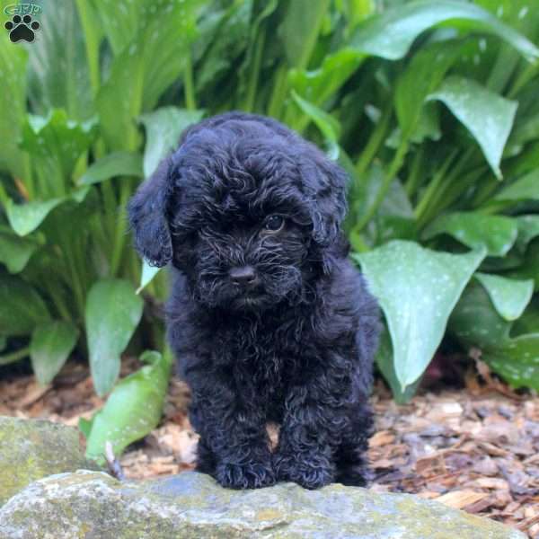 Greta, Shih-Poo Puppy