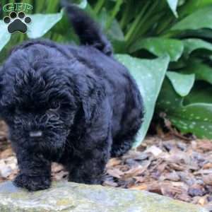 Greta, Shih-Poo Puppy