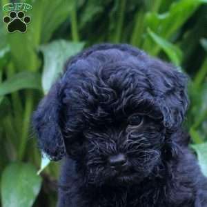 Greta, Shih-Poo Puppy