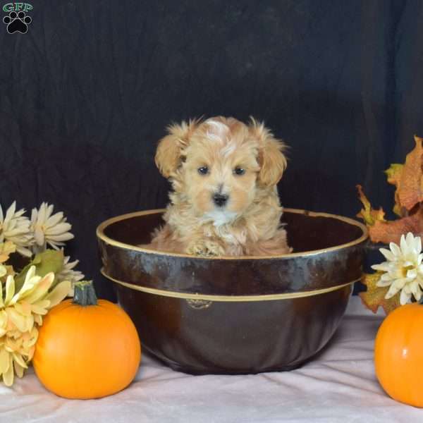 Griffin, Yorkie Puppy